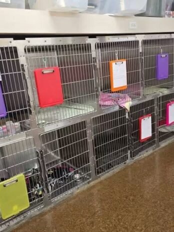 Large Bank of Veterinary Kennels